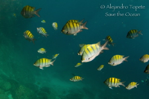 Zebra Lines, La Paz Mexico by Alejandro Topete 